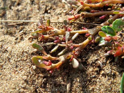 Portulak (Portulaca oleracea) an den Oftersheimer Dünen