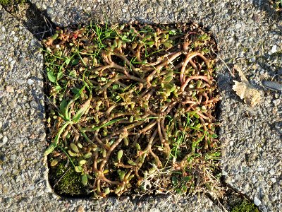 Portulak (Portulaca oleracea) auf dem Pflaster eines Parkplatzes nahe der Oftersheimer Dünen