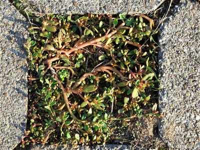 Portulak (Portulaca oleracea) auf dem Pflaster eines Parkplatzes nahe der Oftersheimer Dünen