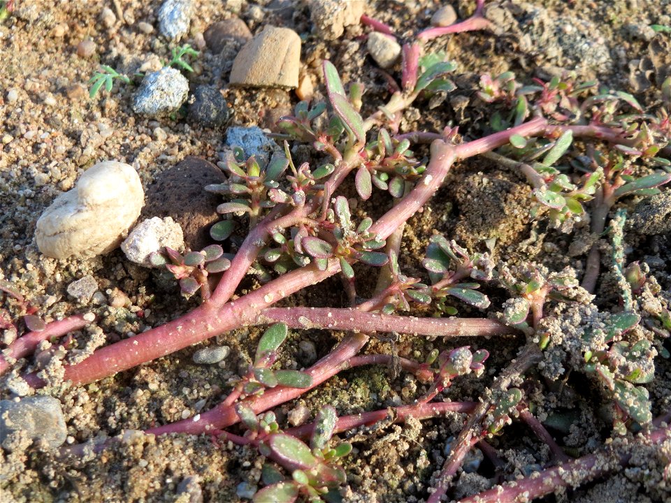 Portulak (Portulaca oleracea) in Hockenheim-Talhaus
