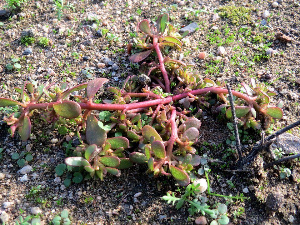 Portulak (Portulaca oleracea) in Hockenheim-Talhaus