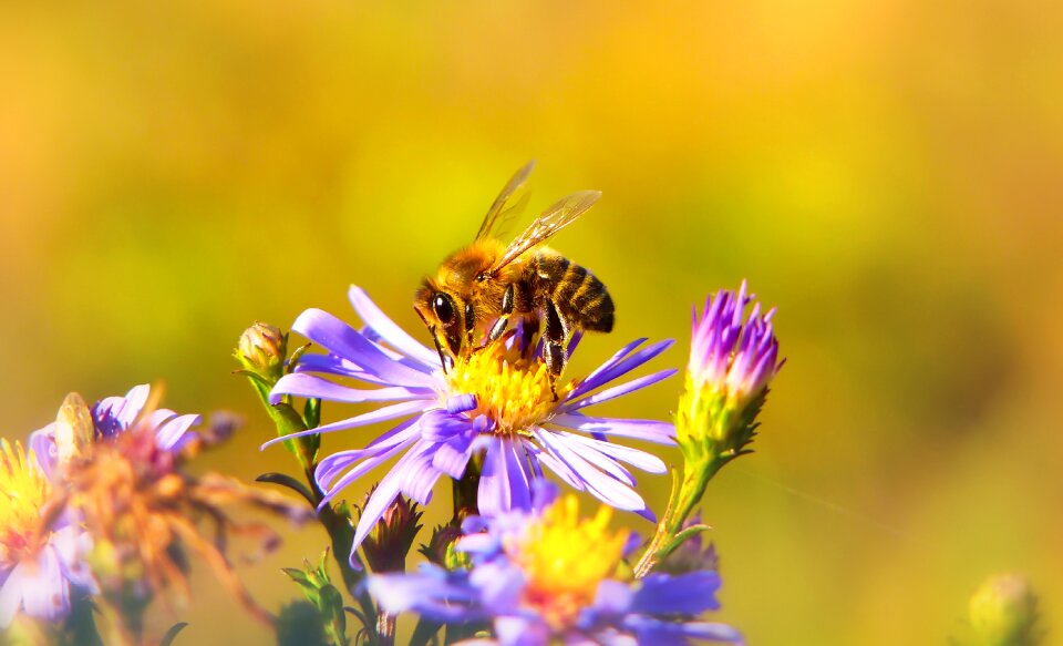 Apiformes animals nature