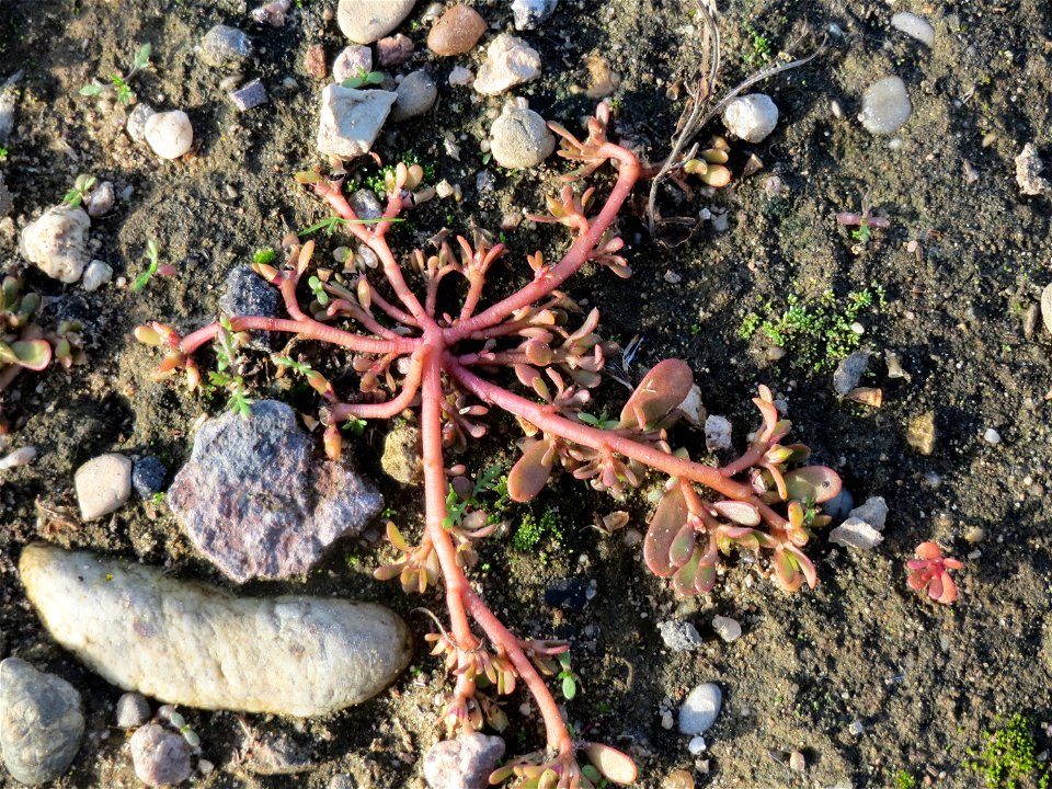 Portulak (Portulaca oleracea) in Hockenheim-Talhaus