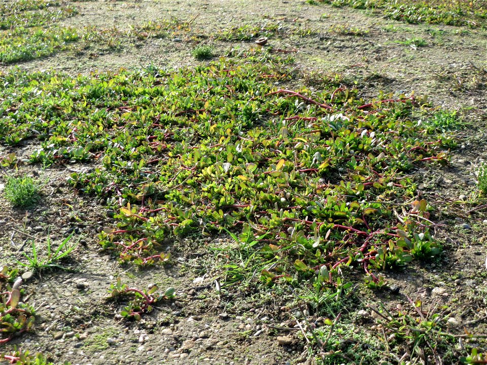 Portulak (Portulaca oleracea) in Hockenheim-Talhaus