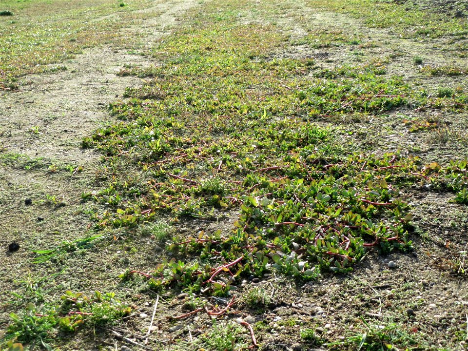 Portulak (Portulaca oleracea) in Hockenheim-Talhaus