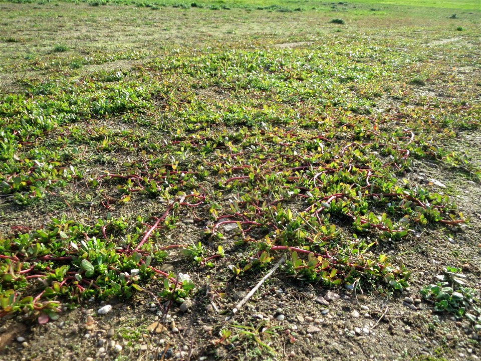 Portulak (Portulaca oleracea) in Hockenheim-Talhaus