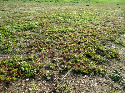 Portulak (Portulaca oleracea) in Hockenheim-Talhaus