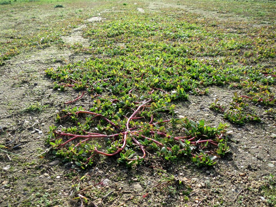 Portulak (Portulaca oleracea) in Hockenheim-Talhaus