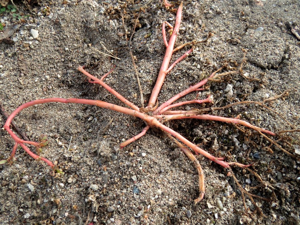 Portulak (Portulaca oleracea) in Hockenheim-Talhaus