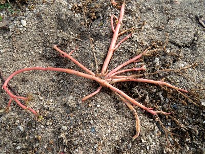 Portulak (Portulaca oleracea) in Hockenheim-Talhaus