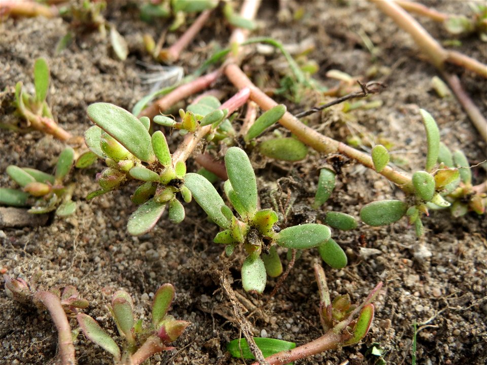 Portulak (Portulaca oleracea) in Hockenheim-Talhaus