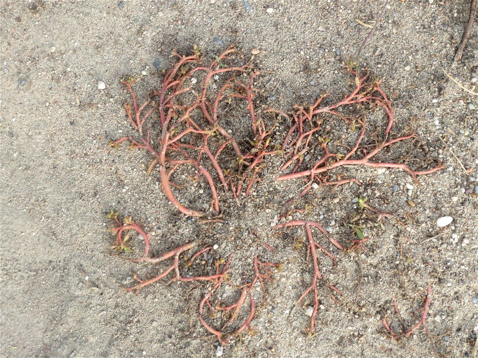 Portulak (Portulaca oleracea) in Hockenheim-Talhaus