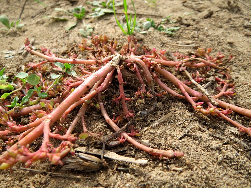 Portulak (Portulaca oleracea) an den Oftersheimer Dünen