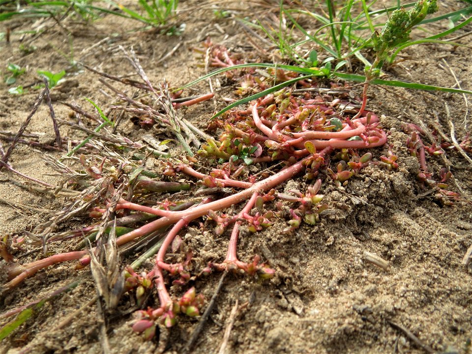Portulak (Portulaca oleracea) an den Oftersheimer Dünen