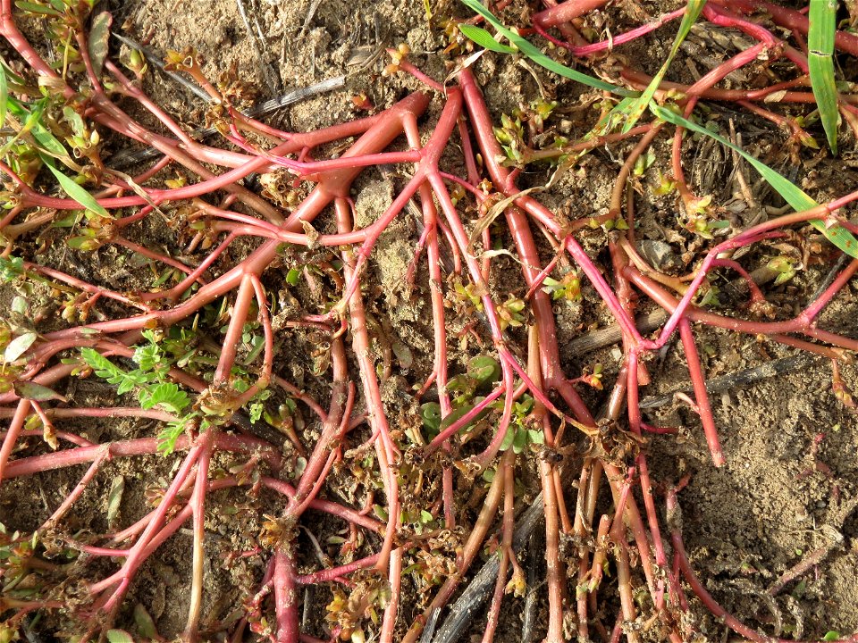 Portulak (Portulaca oleracea) an den Oftersheimer Dünen