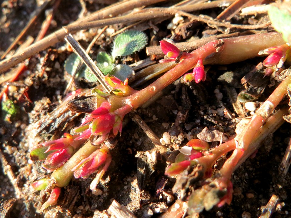 Portulak (Portulaca oleracea) in Hockenheim