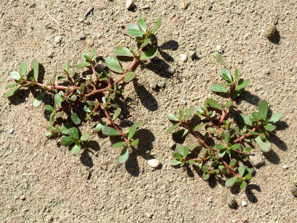 Portulak (Portulaca oleracea) bei Reilingen