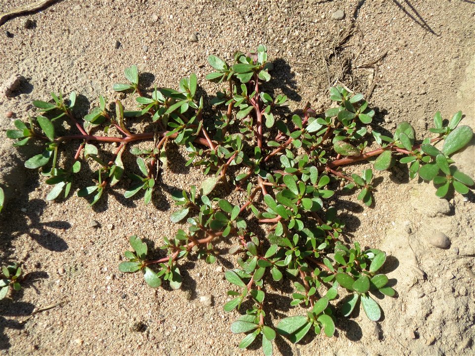 Portulak (Portulaca oleracea) bei Reilingen