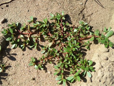 Portulak (Portulaca oleracea) bei Reilingen photo