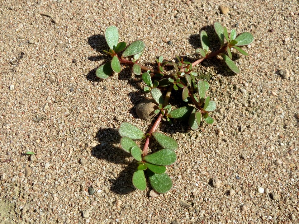 Portulak (Portulaca oleracea) bei Reilingen