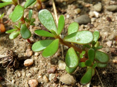 Portulak (Portulaca oleracea) in Hockenheim photo