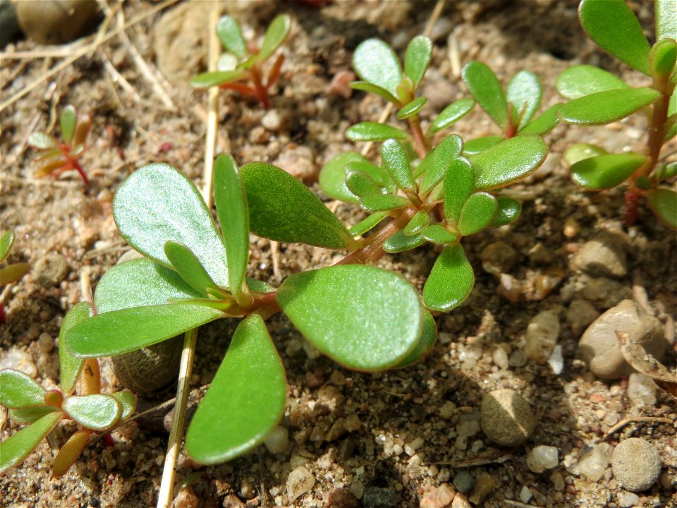 Portulak (Portulaca oleracea) in Hockenheim
