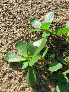 Portulak (Portulaca oleracea) auf einer Ruderalfläche in Hockenheim-Talhaus
