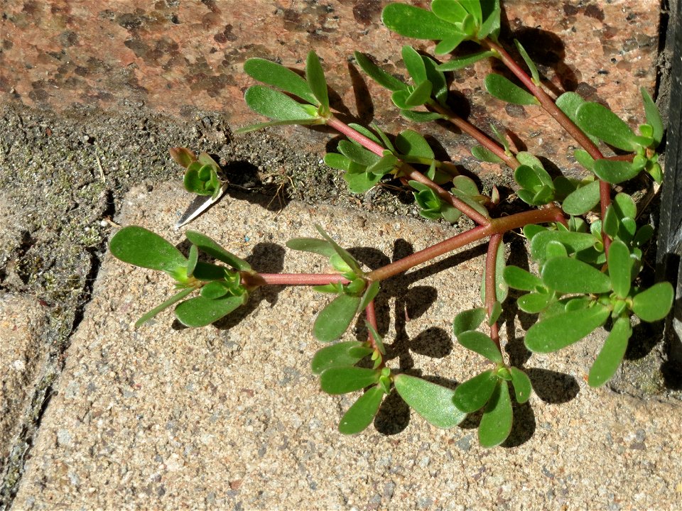 Portulak (Portulaca oleracea) in Saarbrücken