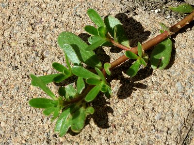 Portulak (Portulaca oleracea) in Saarbrücken
