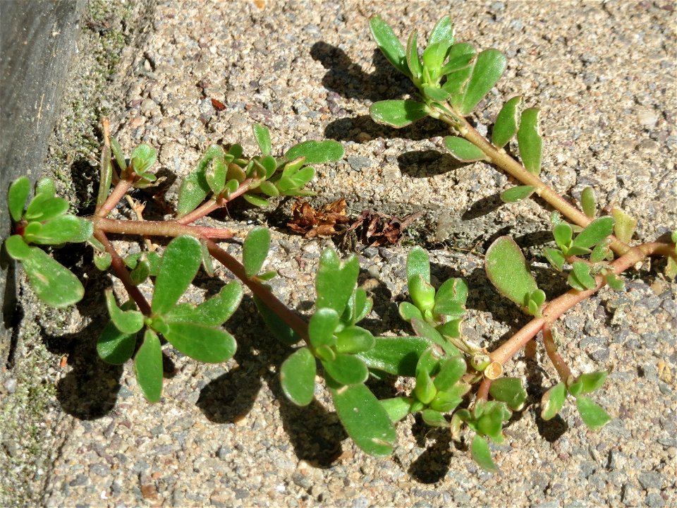 Portulak (Portulaca oleracea) in Saarbrücken