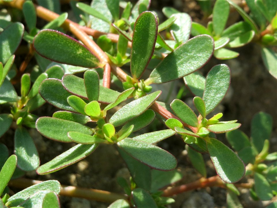 Portulak (Portulaca oleracea) auf einer Ruderalfläche in Hockenheim-Talhaus