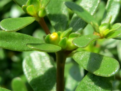 Portulak (Portulaca oleracea) auf einer Ruderalfläche in Hockenheim-Talhaus