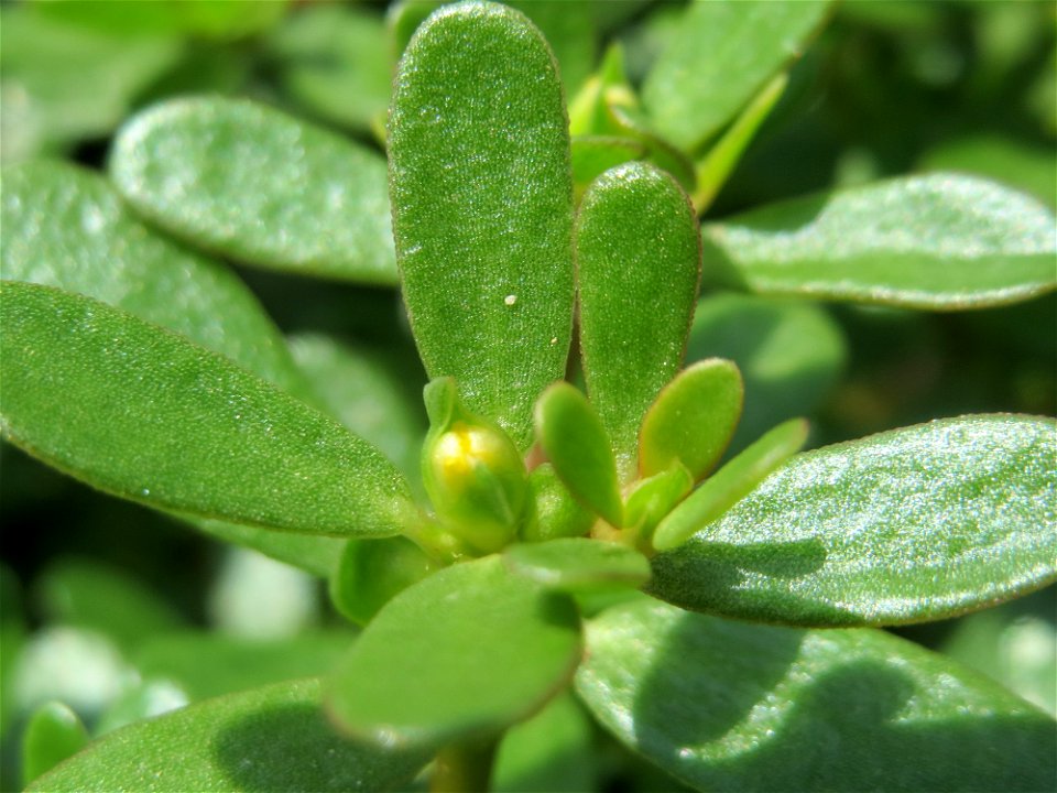 Portulak (Portulaca oleracea) auf einer Ruderalfläche in Hockenheim-Talhaus
