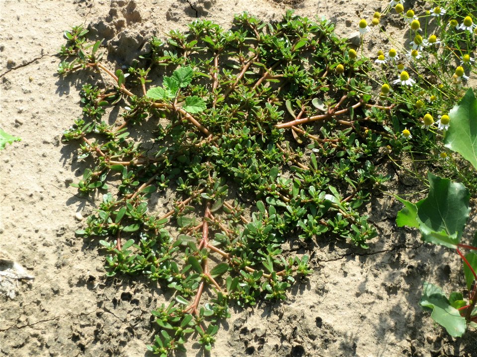 Portulak (Portulaca oleracea) in der "Au" bei Hockenheim