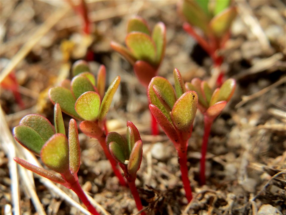 Portulak (Portulaca oleracea) bei Hockenheim