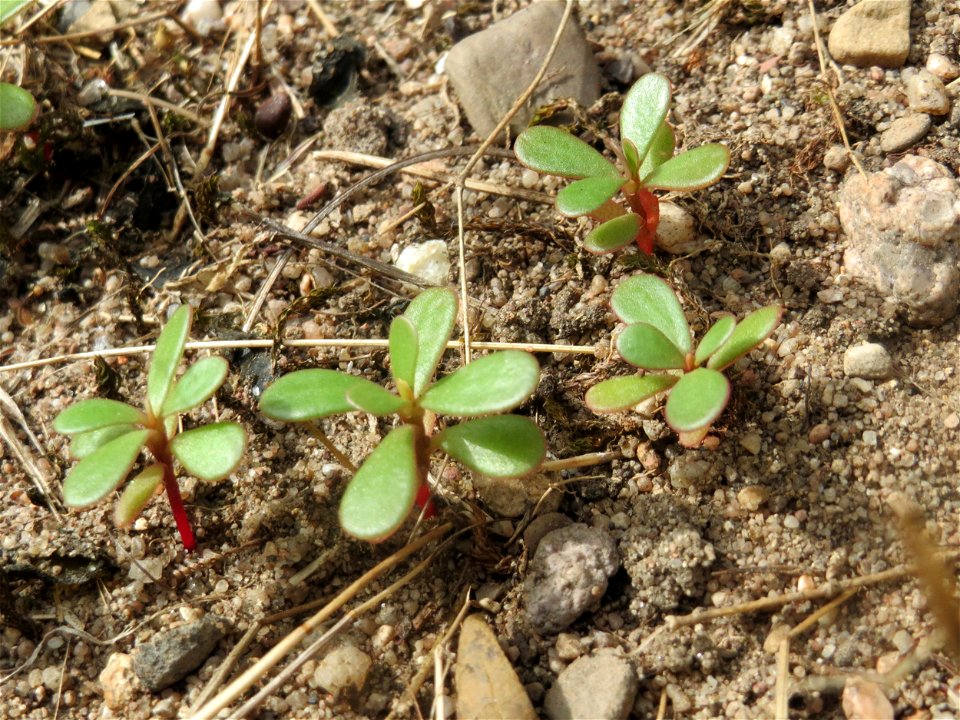 Portulak (Portulaca oleracea) bei Hockenheim