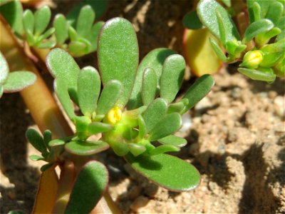 Blütenknospe vom Portulak (Portulaca oleracea) an einer Ruderalstelle in der Berlinallee in Hockenheim