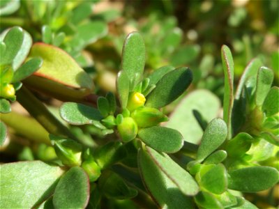 Blütenknospe vom Portulak (Portulaca oleracea) an einer Ruderalstelle in der Berlinallee in Hockenheim