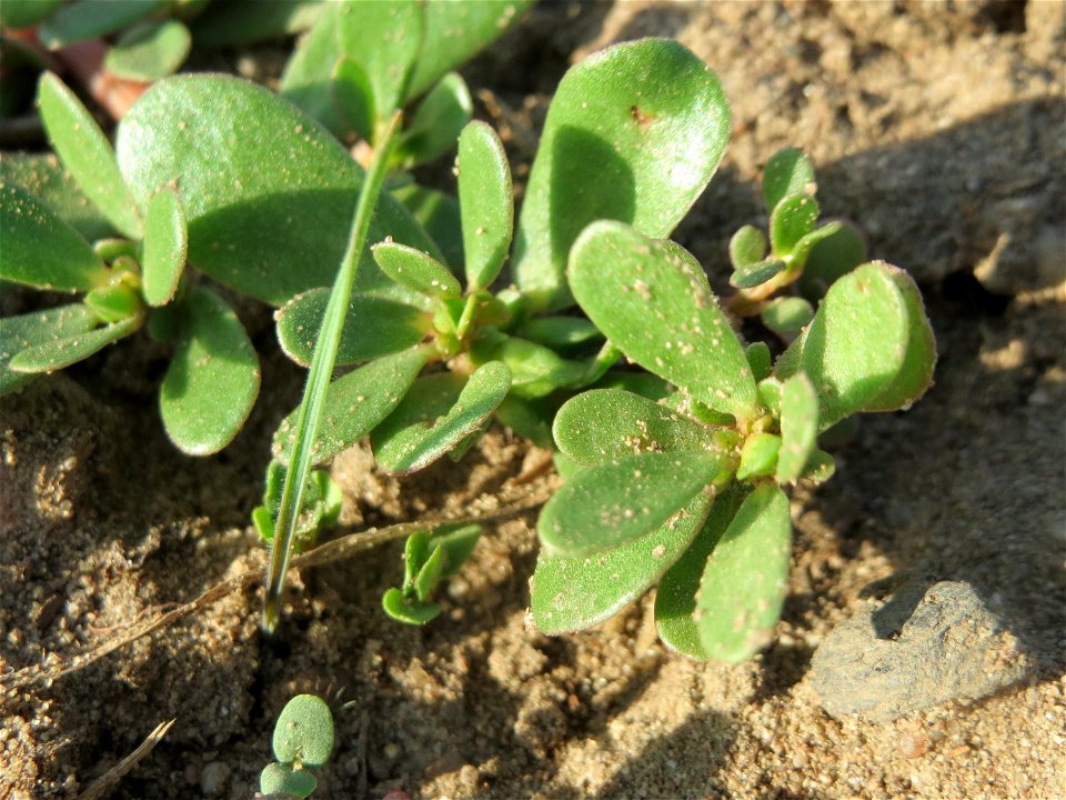 Portulak (Portulaca oleracea) in Oftersheim