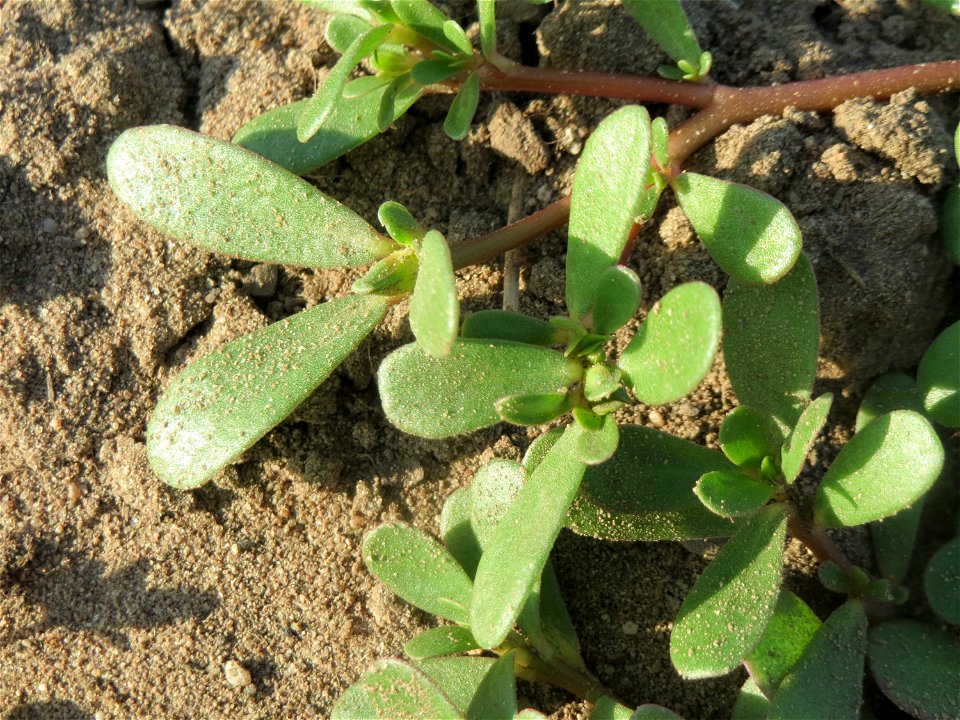 Portulak (Portulaca oleracea) in Oftersheim