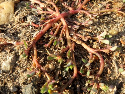 Portulak (Portulaca oleracea) in Hockenheim