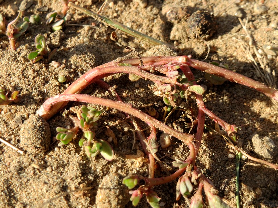 Portulak (Portulaca oleracea) in Hockenheim