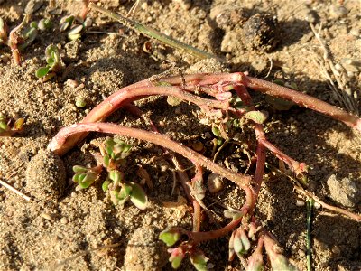Portulak (Portulaca oleracea) in Hockenheim