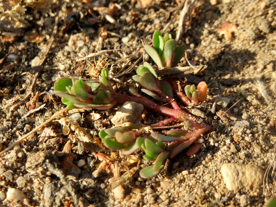 Portulak (Portulaca oleracea) in Hockenheim