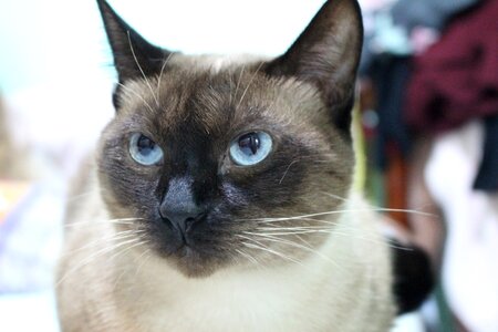 Blue eyes siamese feline photo
