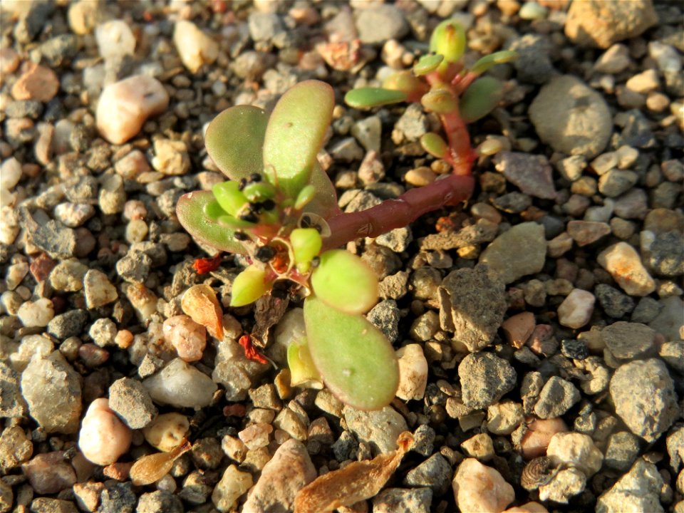 Portulak (Portulaca oleracea) auf einer Ruderalfläche am Messplatz Hockenheim - nachdem die Fläche vor einigen Wochen einplaniert wurde wachsen hier viele Pflanzen in Kleinformat