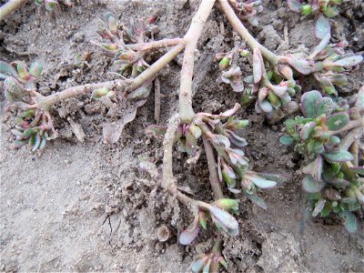 Portulak (Portulaca oleracea) bei Hockenheim, macht schon langsam schlapp