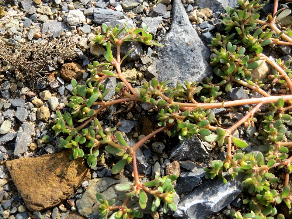 Portulak (Portulaca oleracea) am Messplatz in Hockenheim
