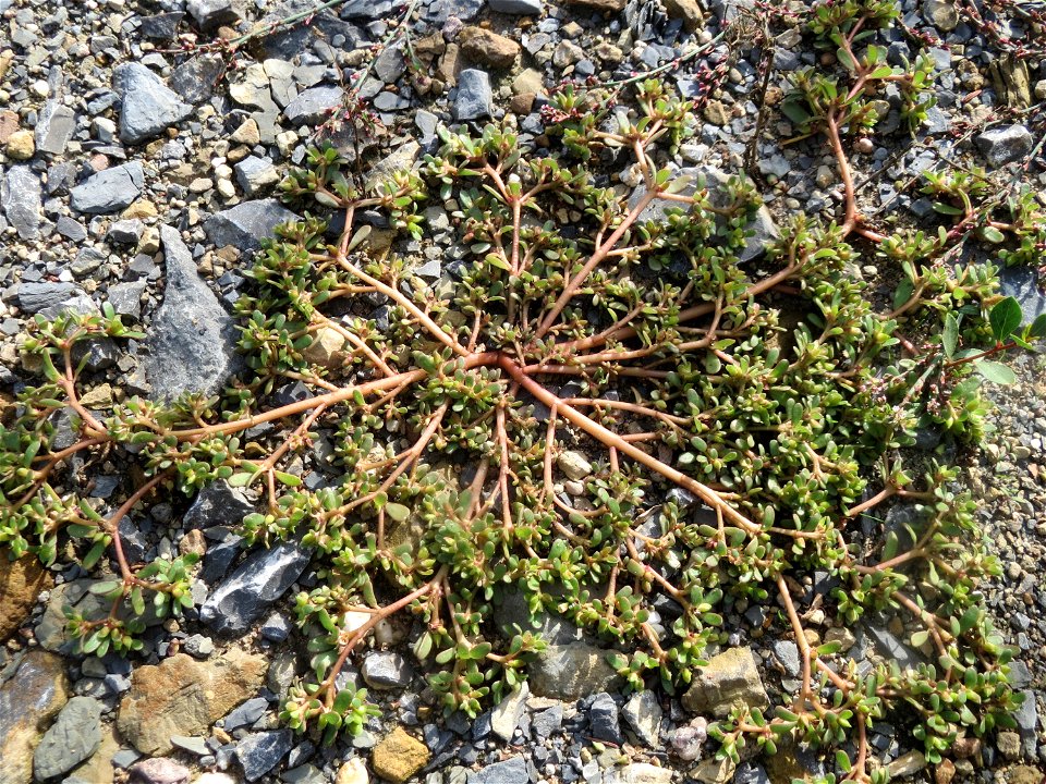 Portulak (Portulaca oleracea) am Messplatz in Hockenheim