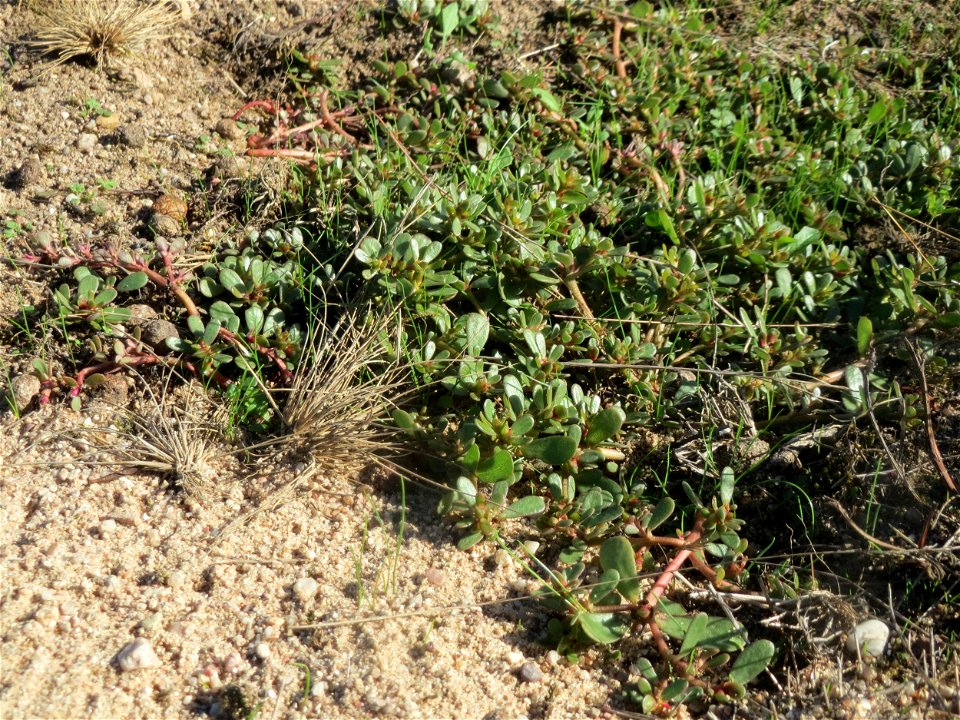 Portulak (Portulaca oleracea) am Rand vom Naturschutzgebiet Gewann Frankreich-Wiesental